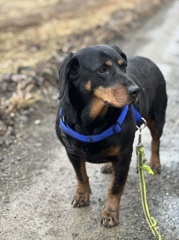 RORY, segugiotta TENERISSIMA in rifugio! - Foto 8