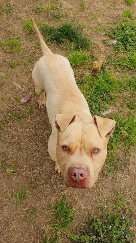 Omar, Buonissimo pitbull, 5 anni, maschio - Foto 4