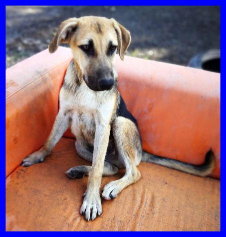 ARGO, DOLCE CUCCIOLO SIMIL PASTORE CERCA CASA - Foto 3