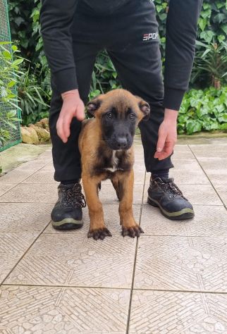 Cuccioli Pastore Belga Malinois tutta Italia - Foto 3