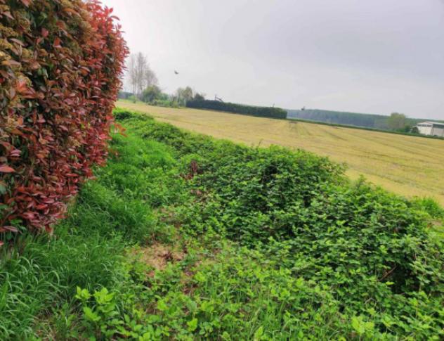 Immobile in asta di 7027 m² in vendita a Vellezzo Bellini - Foto 3