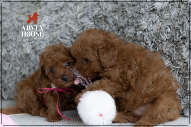 piccoli barboncini toy e nani - Foto 4