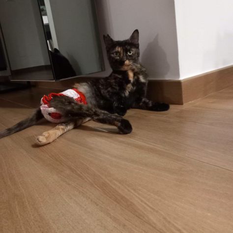 CAROTINA, micia per adozione del cuore! - Foto 3