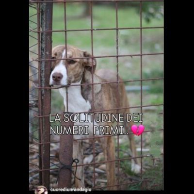 MACCHIA UNA NUOVA VITA PER LEI CAGNOLINA IN ADOZIONE