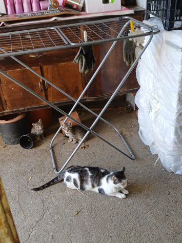GATTI E GATTINI MERAVIGLIOSI - Foto 7