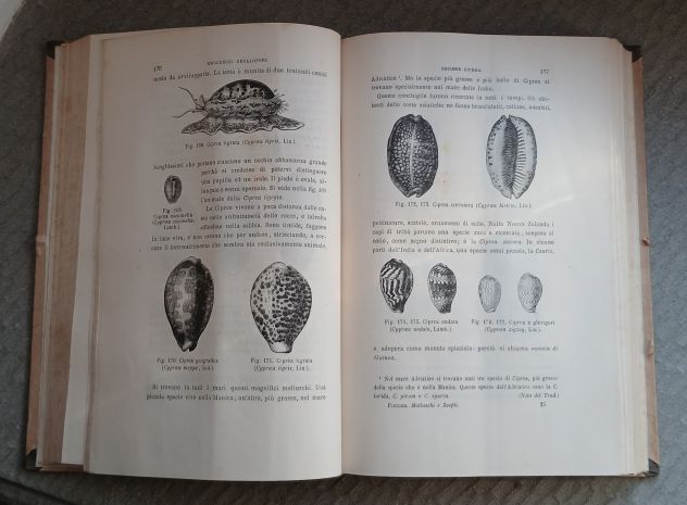 Molluschi e Zoofiti" di Luigi Figuier, Ed. F.lli Treves 1882. - Foto 9