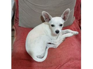 Bamby simil Pinscher 6mesi tg mini SOLO IN LOMBARDIA.CAGLIARI