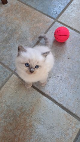 🐾Gattini di razza siberiana ipoallergenici🐾