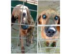 Segugio 9anni diventato CIECO XCHÈ NON CURATO,SOLO LAZIO