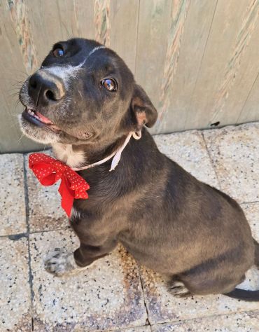 SALVIAMO BRUNELLA DAL CANILE! - Foto 6