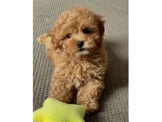 Maltipoo albicocca - pagamento agevolato