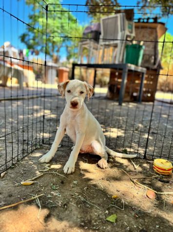 CUCCIOLI DIVERSI MA CON LO STESSO SOGNO...IN RIFUGIO AD ASPETTARE UNA FAMIGLIA ! - Foto 10