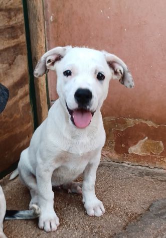 Milo e Ricky dolcissimi cuccioli in adozione - Foto 6