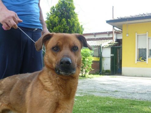 STEVEN, dolce cagnolone - Foto 5
