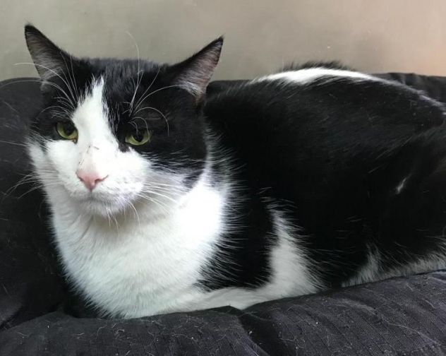 Boris bel gattone affettuoso e coccolone - Foto 4