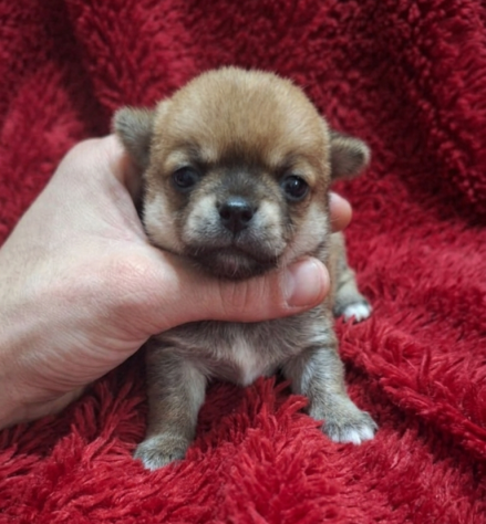 Stupendi chihuahua pedigree enci - Foto 2