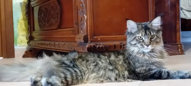 MAINE COON CUCCIOLA - Foto 5