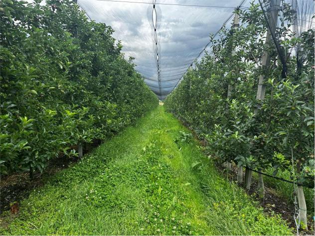 V000421 - TERRENO AGRICOLO DI 6,9 ETTARI IN VENDITA A RONCEGNO TERME - Foto 2