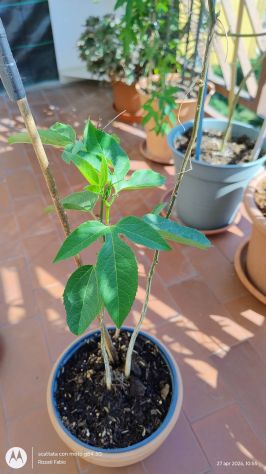 Passiflora pianta varietà viola - Foto 2
