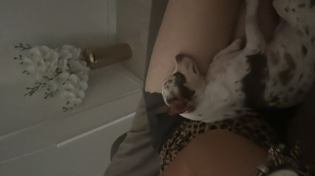 Chihuahua pelo corto