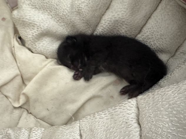 Cucciolo di gatto in regalo - Foto 2