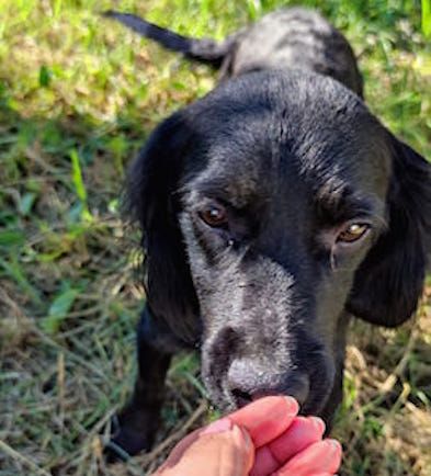 Leo giovane cagnolino taglia medio piccola 12,14 kg - Foto 3