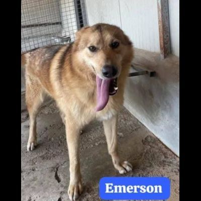 ELIO e EMERSON DIMENTICATI CANI SOCIEVOLI E AMOREVOLI IN ADOZIONE - Foto 5