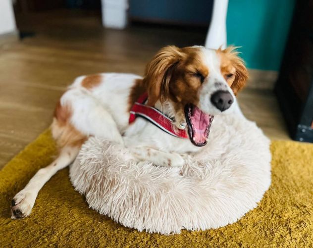 LILLY cagnolina in adozione - Foto 2