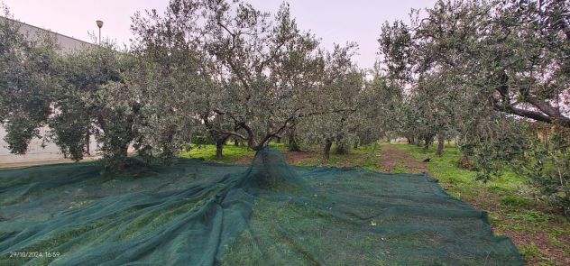 Olio extravergine di oliva senza insetticidi artigianale Abruzzo annata 2023 - Foto 5