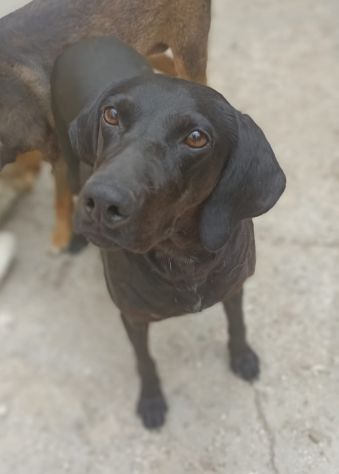 Giuditta