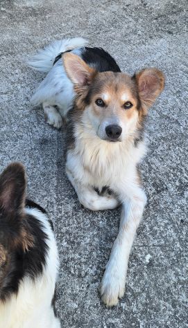 Kaan 8 mesi mix border collie - Foto 3