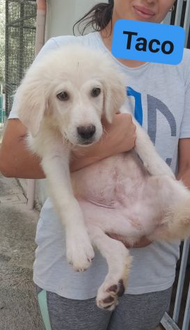 TICO E TACO MERAVIGLIE DI CUCCIOLI IN ADOZIONE - Foto 3