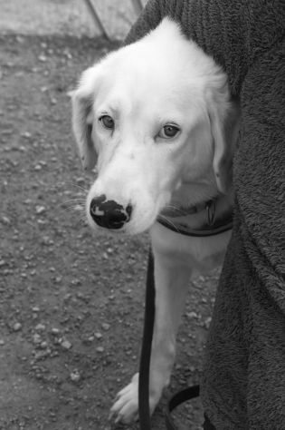 Blanche , da cucciola vive in canile - Foto 8