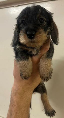 Cuccioli bassotto tedesco pelo duro con pedigree - Foto 3