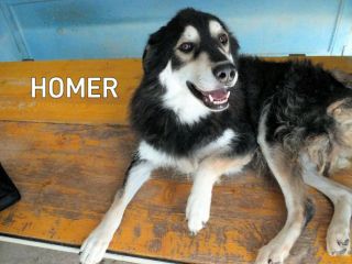 Homer bello e coccolone