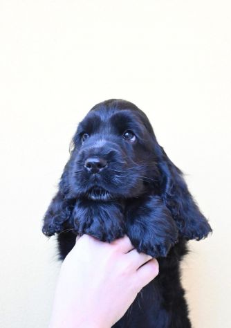 Cucciolo di cocker spaniel inglese - Foto 4