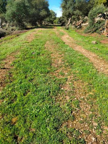 Terreno in vendita a Francofonte - Foto 12