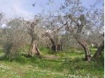 Terreno edif. residenziale in vendita a Larciano 4630 mq  Rif: 1329491