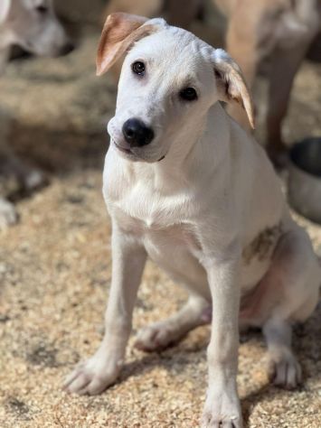 SPUGNA CUCCIOLO IN ADOZIONE - Foto 3