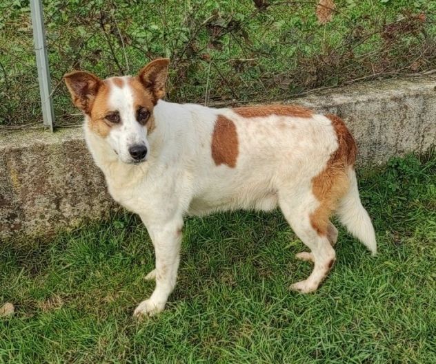 FRISBEE, cane in adozione. - Foto 9