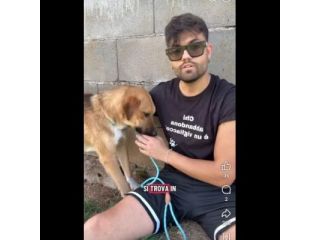 MOCKY CERCA UN AMICO AMOREVOLE CUCCIOLO IN ADOZIONE