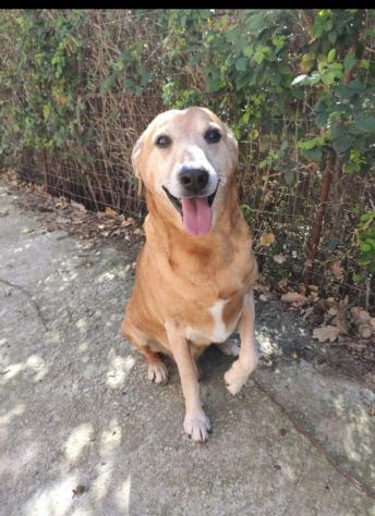 12 anni dolcissimo padrona morta,triste in canile.SICILIA