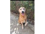 12 anni dolcissimo padrona morta,triste in canile.SICILIA