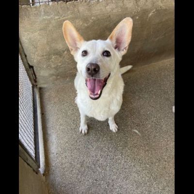 CUKY SEMPLICEMENTE DELIZIOSA CAGNOLINA IN ADOZIONE - Foto 10