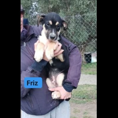 CUCCIOLI IN ADOZIONE - Foto 3