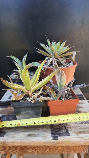 4 Agave Mini Da Collezione - Piante Grasse Cactus - Foto 3