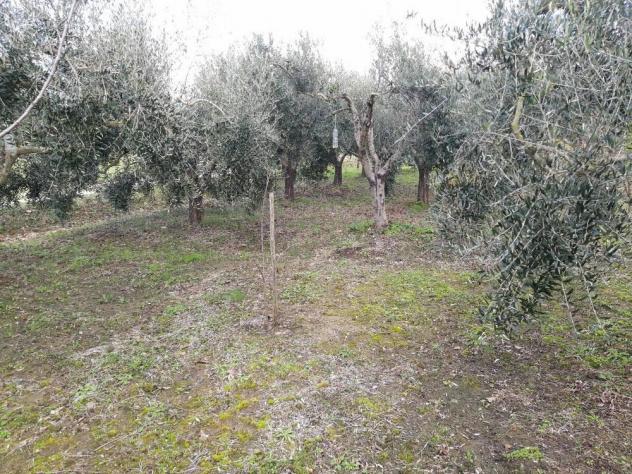 Terreno agricolo in vendita a San Frediano a Settimo - Cascina 4000 mq Rif: 887561 - Foto 5