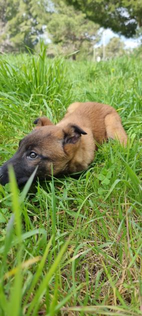 Cuccioli Pastore Belga Malinois in Campania - Foto 3