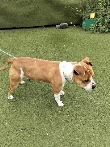 Urgente cagnolino cerca adozione - Foto 6