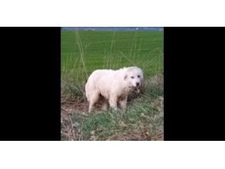 ADOZIONE URGENTISSIMA VIVE IN STRADA, CUCCIOLO IN ADOZIONE